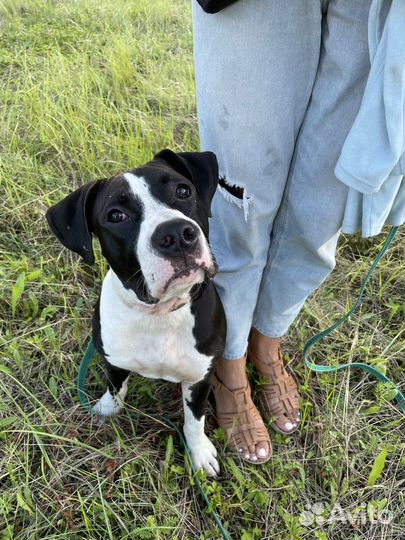 Дрессировка собак всех пород