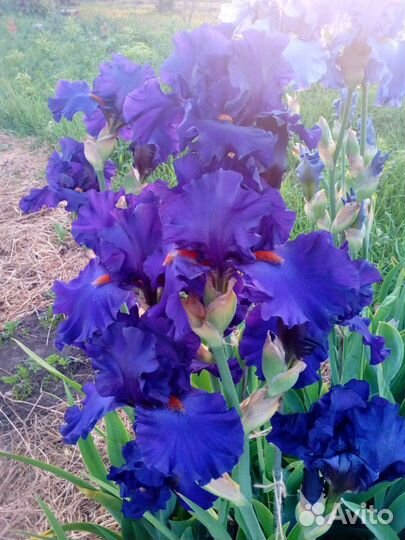 Ирис бородатый Paul Black (Джонсон, 2002)