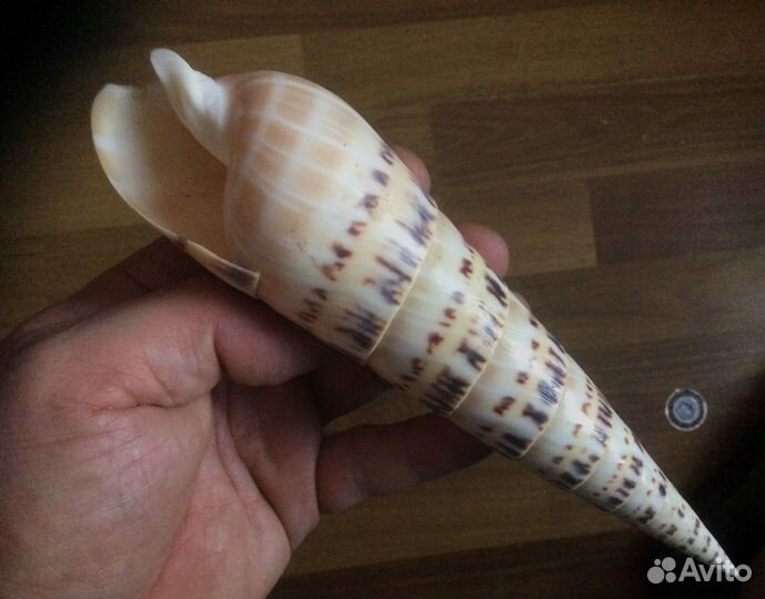 Морская раковина Terebra maculata 200 мм