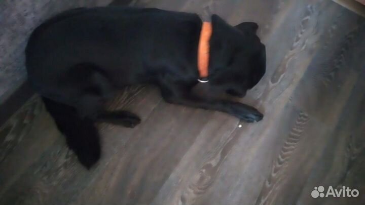 Отдам лабрадора