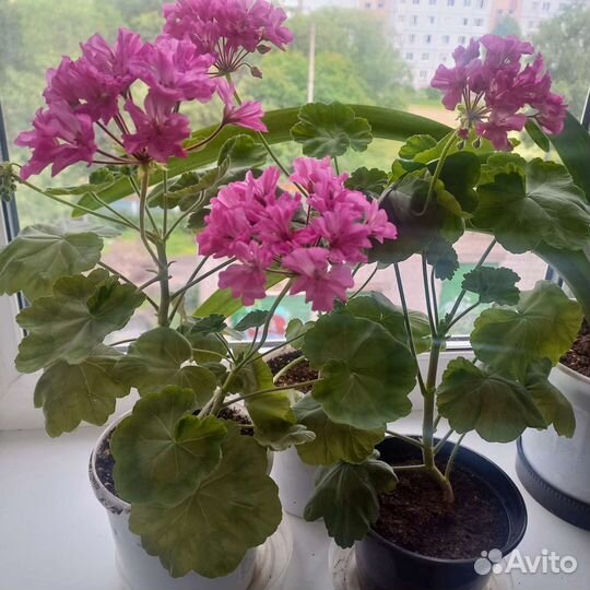 Пеларгония (герань) цветущая