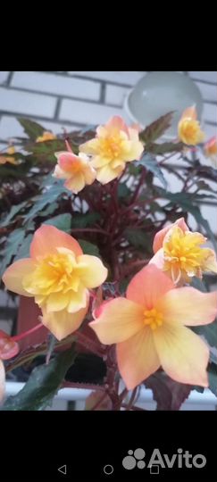 Бегония ампельная ароматная клубневая боливийская