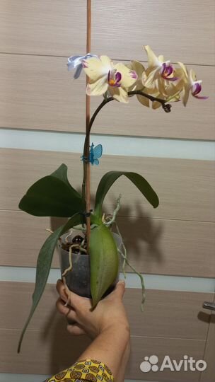 Орхидея фаленопсис