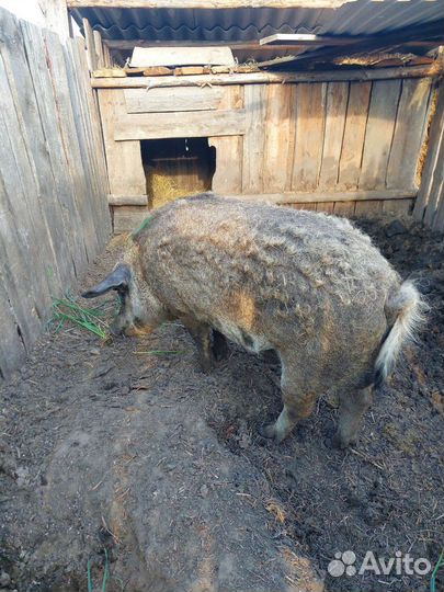 Услуги хряка