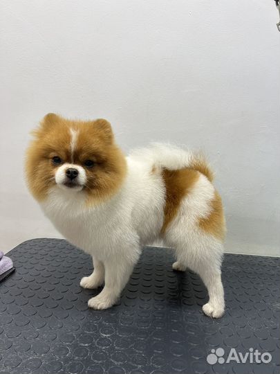 Груминг собак и кошек