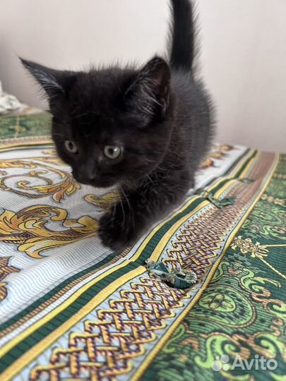 Котик в добрые руки