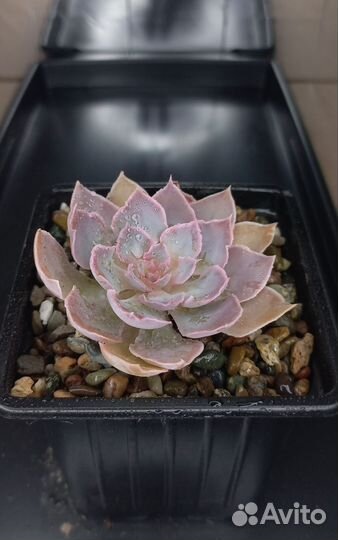 Эхеверия / Суккуленты