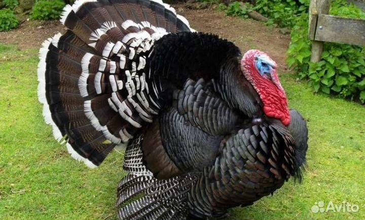 Индюшата Хайбрид Конвектор, Биг6, Бронза суточные