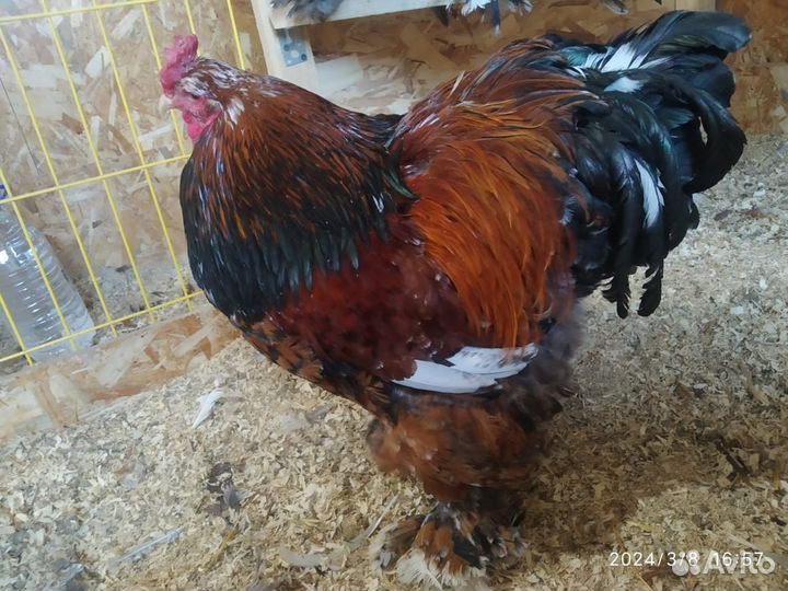 Семья 1+1 брама парцелян