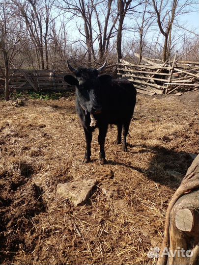 Корова, тёлка стельная
