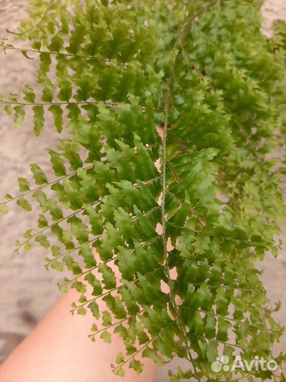 Папоротник