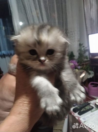 Шотландские котята
