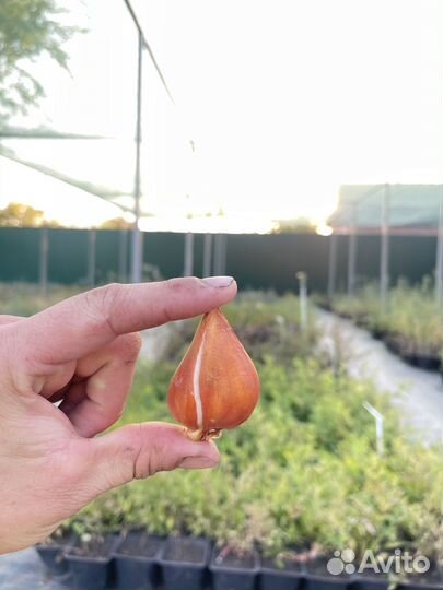 Луковицы тюльпанов