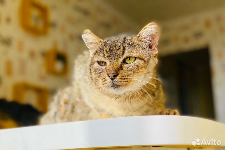 Кот Компот в добрые ручки
