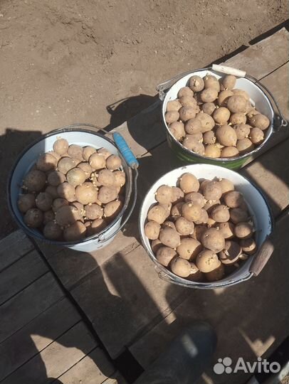 Семенной картофель андрета