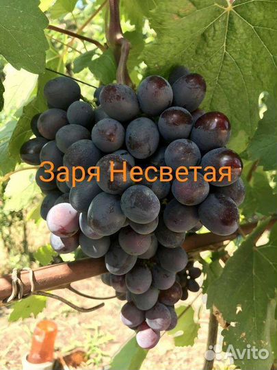 Саженцы винограда