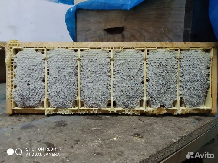 Рамка меда В сотах минирамки