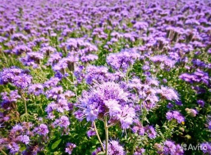 Семена фацелии оптом и в розницу