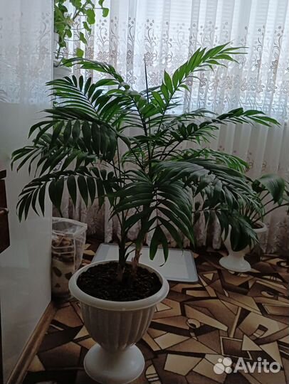 Пальма Хамедорея большая в горшке