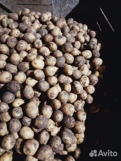 Семенной картофель галла