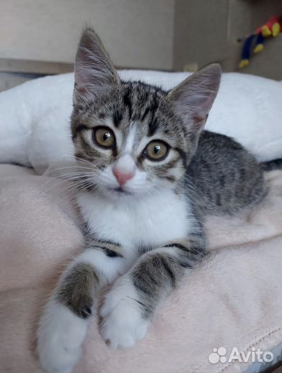 Котёнок в добрые руки