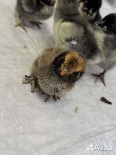 Цыплята с цветными яйцами