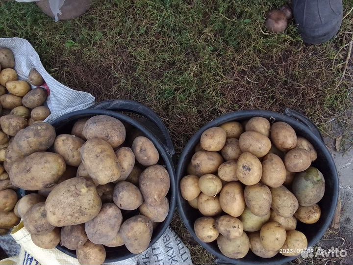 Продам картофель оптом и розницу