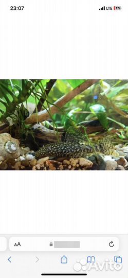 Продам мальков анциструса