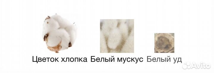 Zarkoperfume the Muse