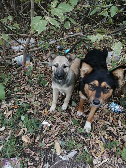 Собака в добрые руки