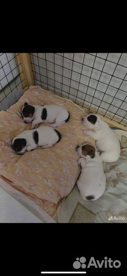 Джек рассел терьер 4 года. Вязка