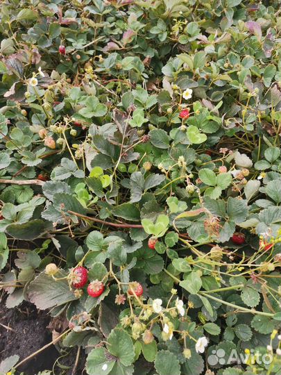 Рассада Виктория ремантадная высокоурожайная