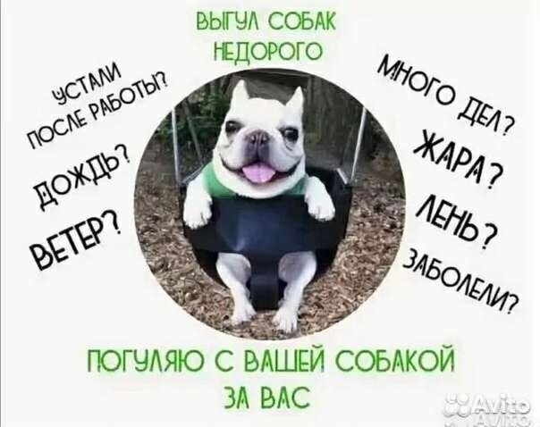 Прогулка с собаками
