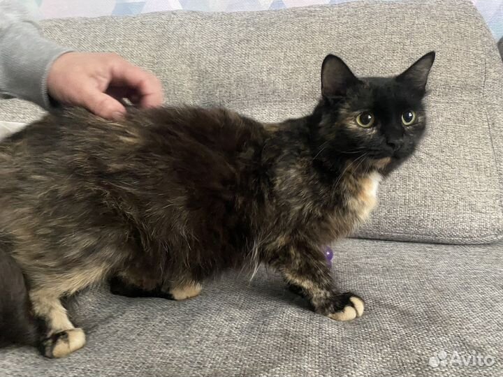 Кошка в добрый руки