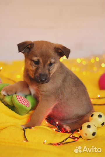 Лео ищет дом