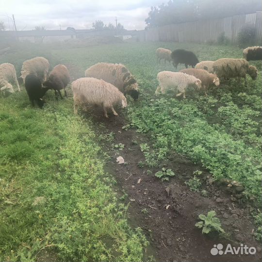 Овцы бараны ягнята