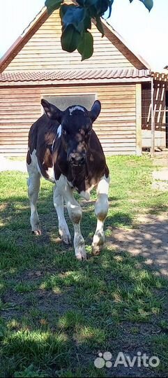 Корова, телка