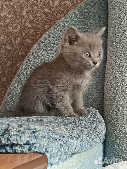 Британский котик