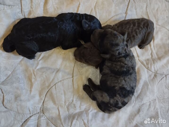 Миниатюрный пудель РКФ