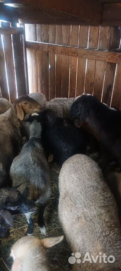 Бараны молодые на племя