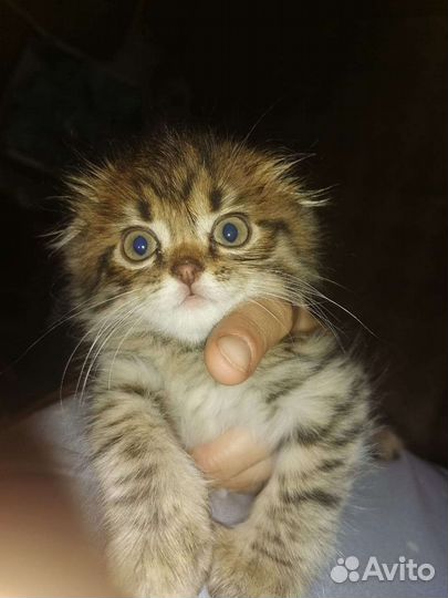 Кошки в добрые руки породистые