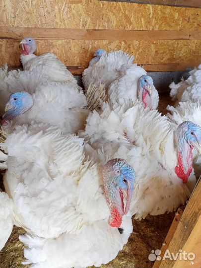 Инкубационное яйцо бройлера