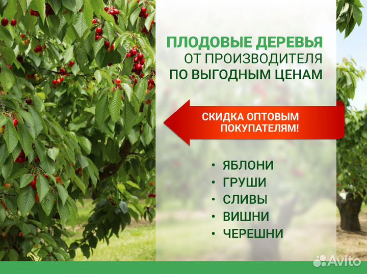 Плодовые деревья. Крупномеры и саженцы