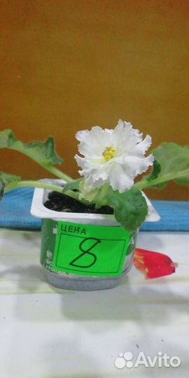 Сортовые фиалки. Разделённые