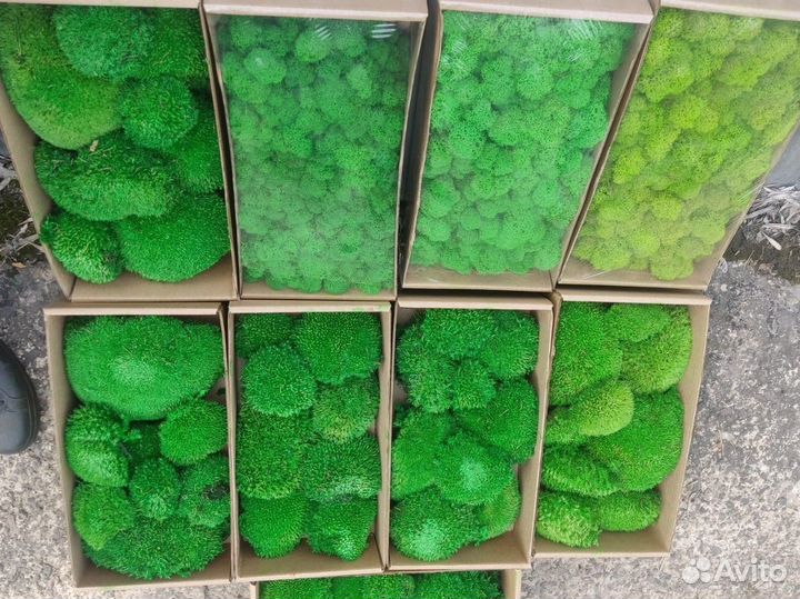 Стабилизированный мох розница опт