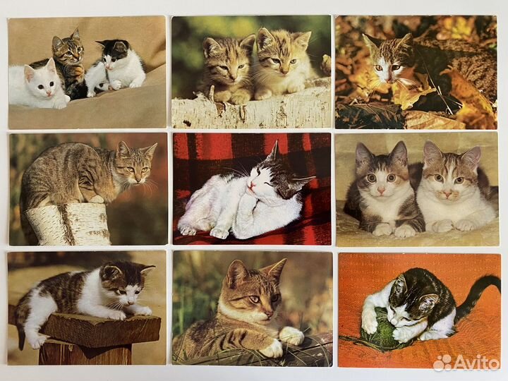 Открытки Котики Кошки Коты Котята гдр 80-е