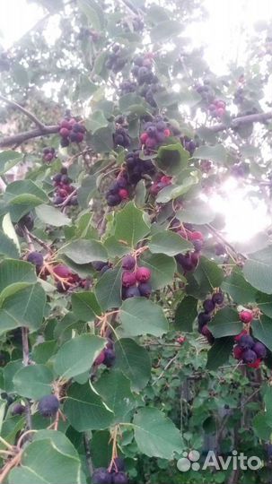 Ирга канадская (ягода)