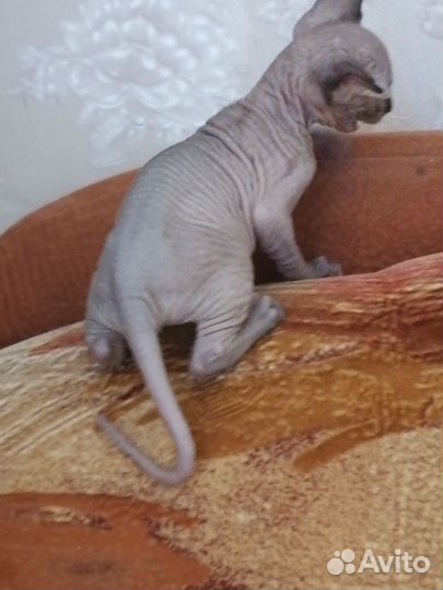 Канадский сфинкс