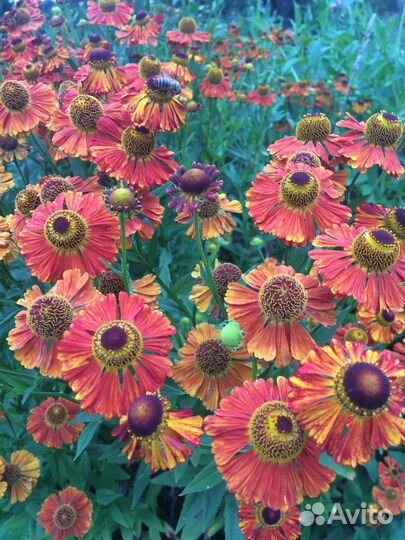 Садовые растения