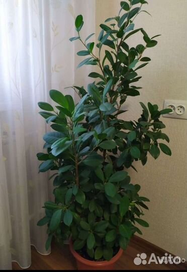 Фикус мокламе